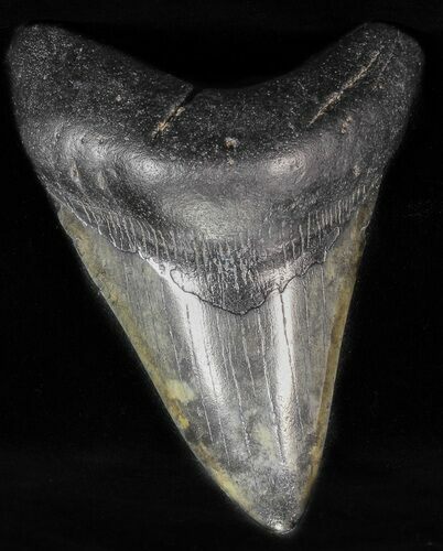 Bargain, Fossil Megalodon Tooth #57287